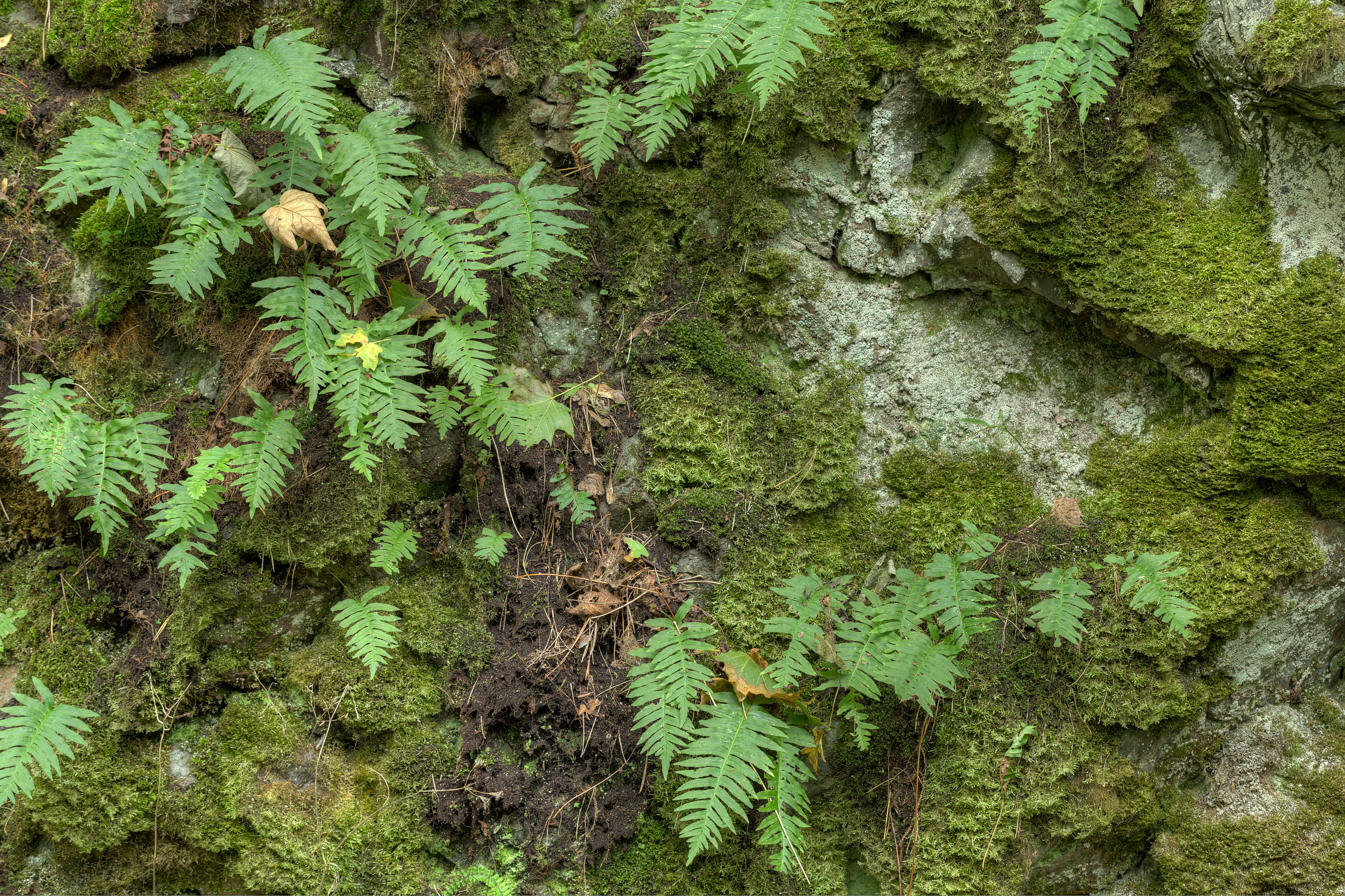 Image of common polypody