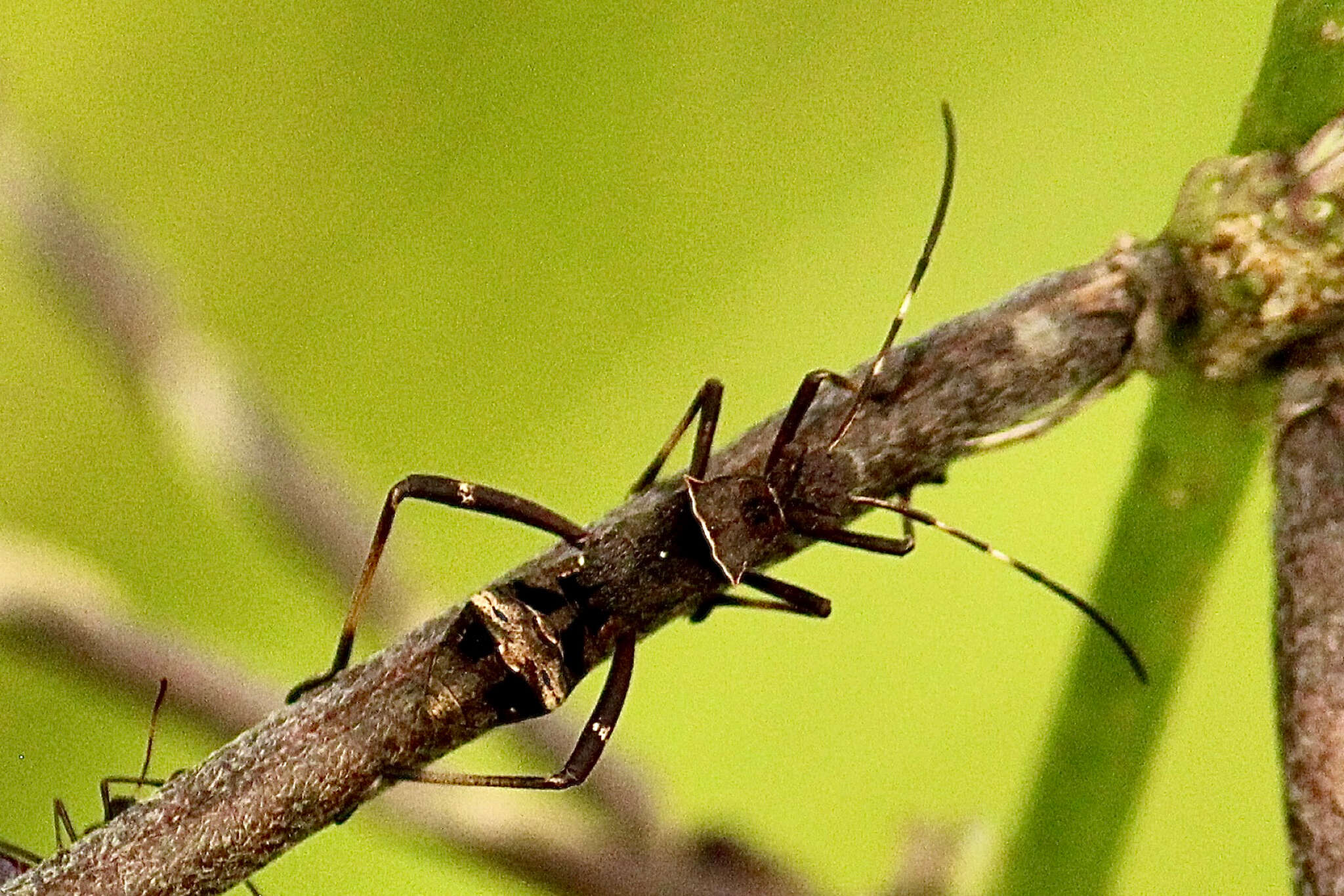 Image of brown bean bug