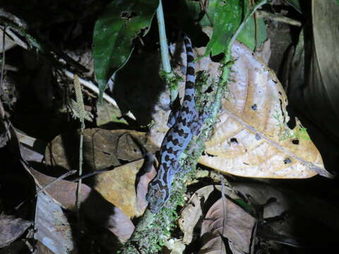 Cyrtodactylus pubisulcus Inger 1958 resmi