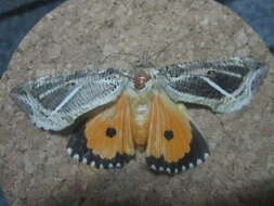 صورة Eudocima materna (Linnaeus 1767)