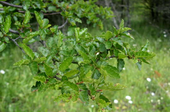 Image of Antarctic Beech