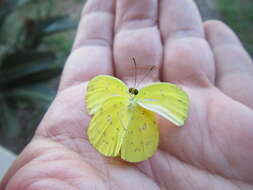 Слика од <i>Eurema <i>floricola</i></i> floricola