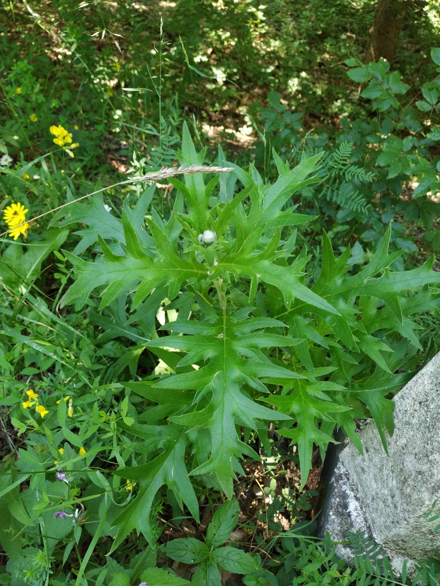 Image of Cirsium laniflorum (M. Bieb.) Fischer