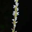 صورة Hetaeria oblongifolia Blume