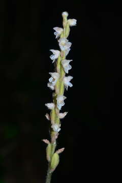 Image of Hairy jewel orchid