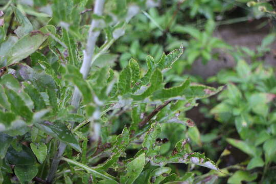 Image of Echinops grijsii Hance