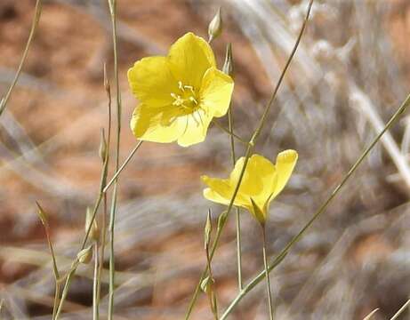 Image of bristle flax