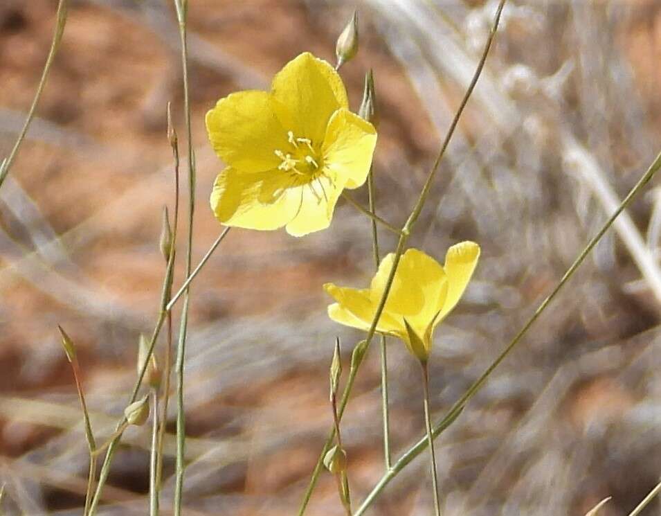 Linum aristatum Engelm. resmi