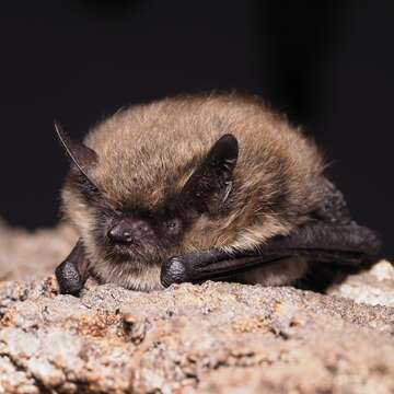 Image of whiskered bat, european whiskered bat