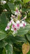 Pseuderanthemum maculatum (Lodd.) I. M. Turner resmi