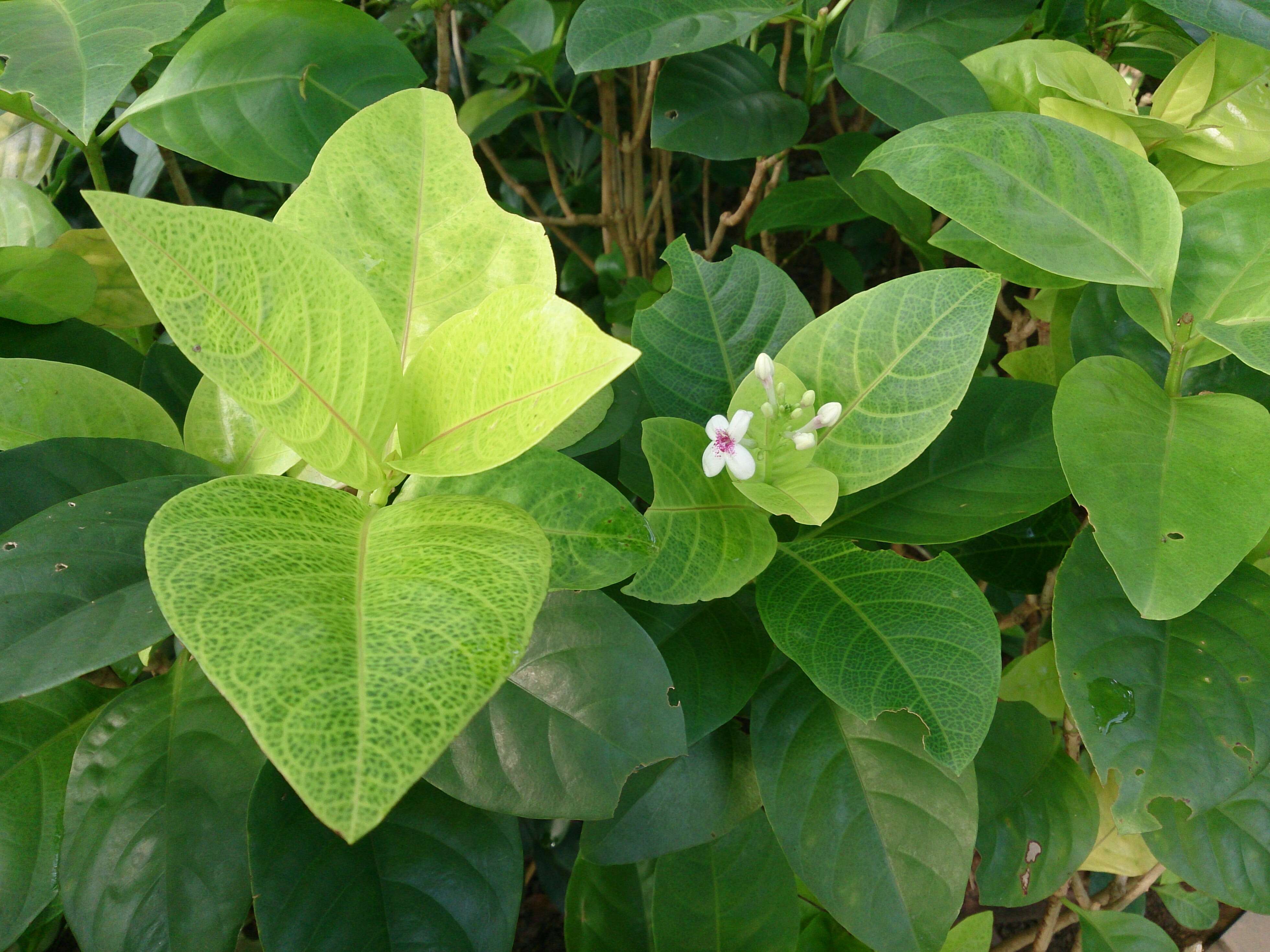 Image de Pseuderanthemum maculatum (Lodd.) I. M. Turner