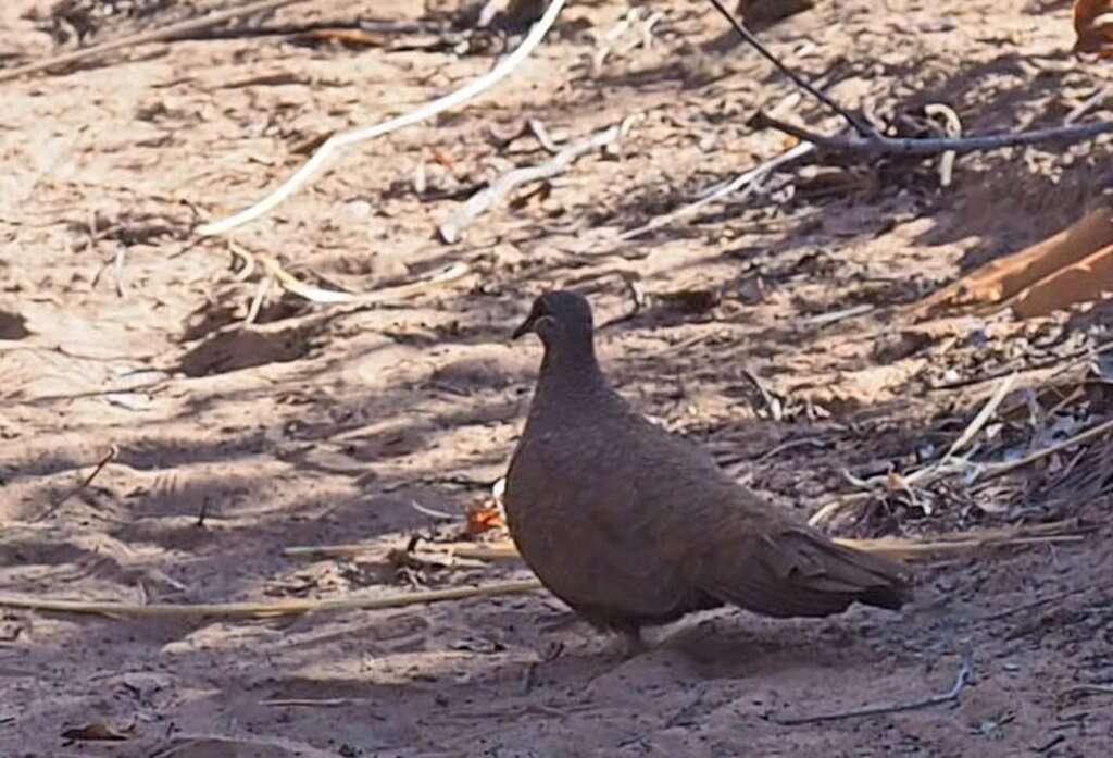 Image of Petrophassa Gould 1841