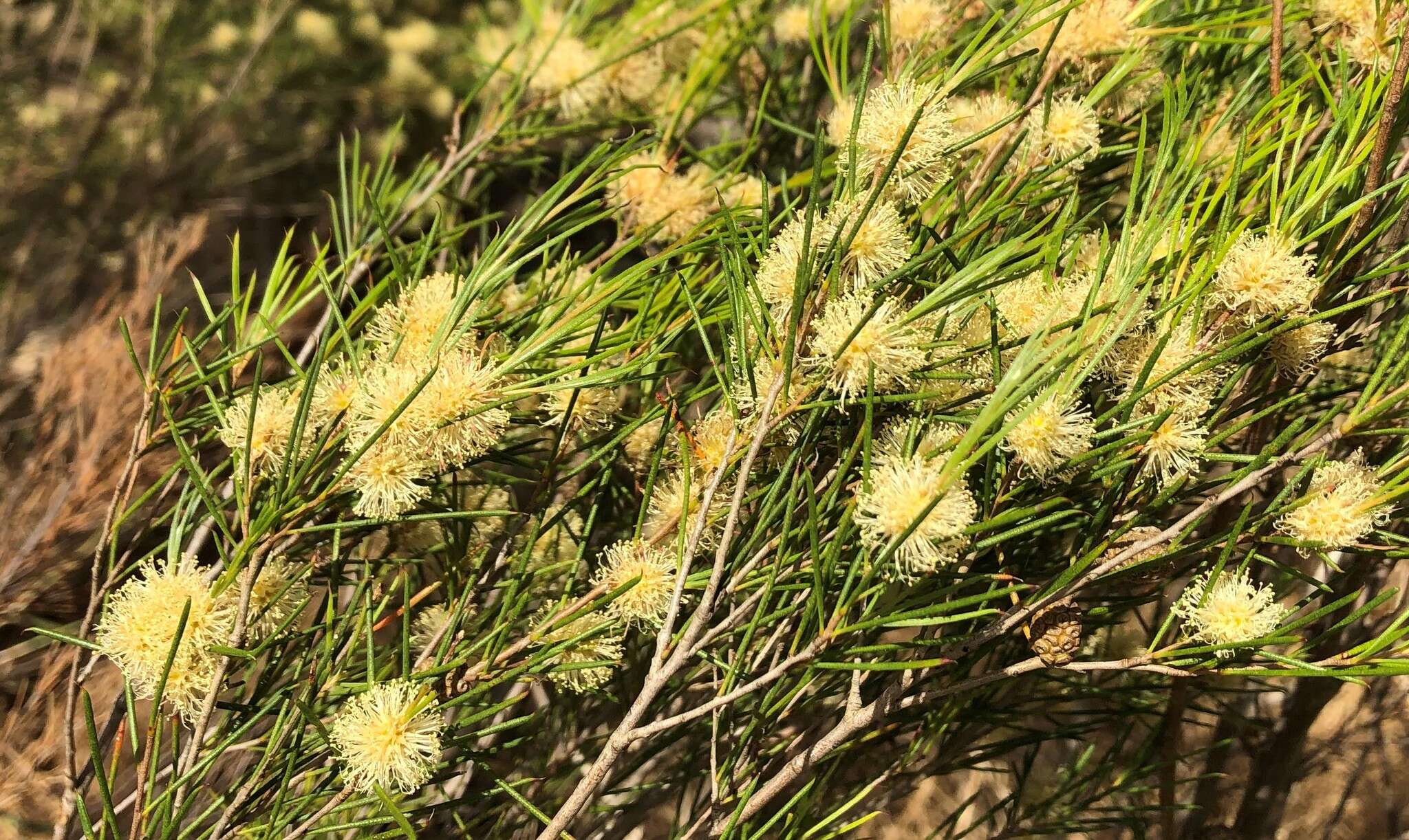 Image of broom honeymyrtle