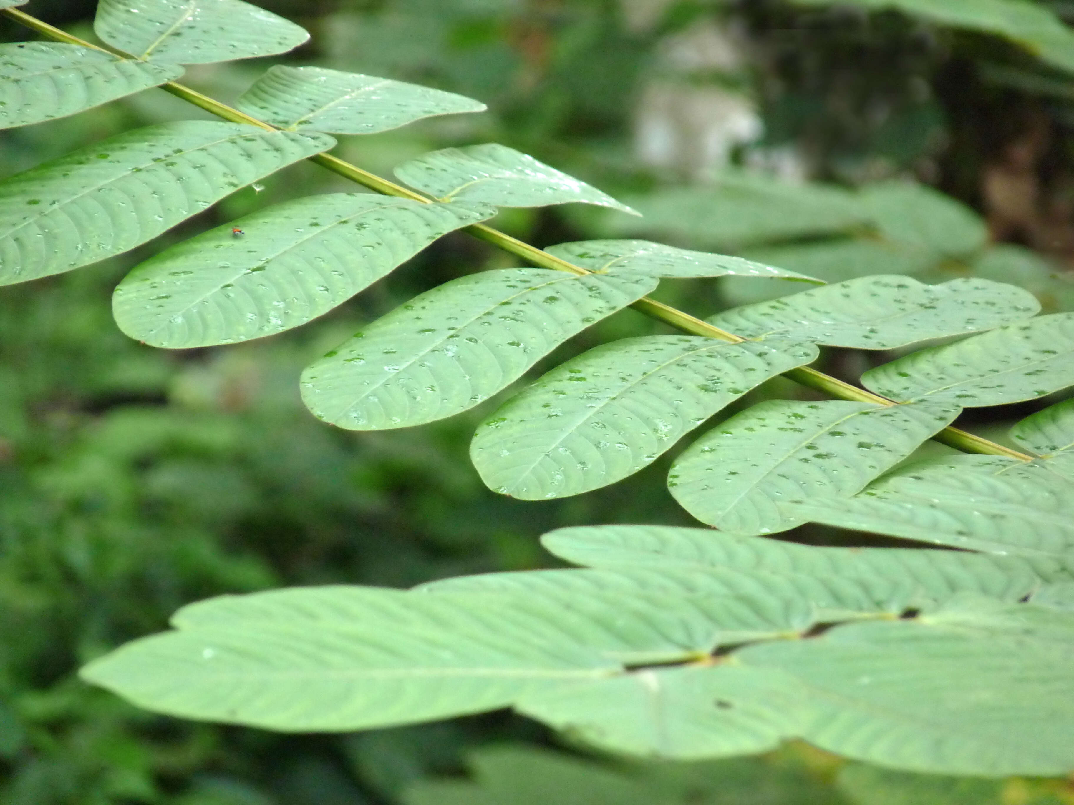 Слика од Senna alata (L.) Roxb.