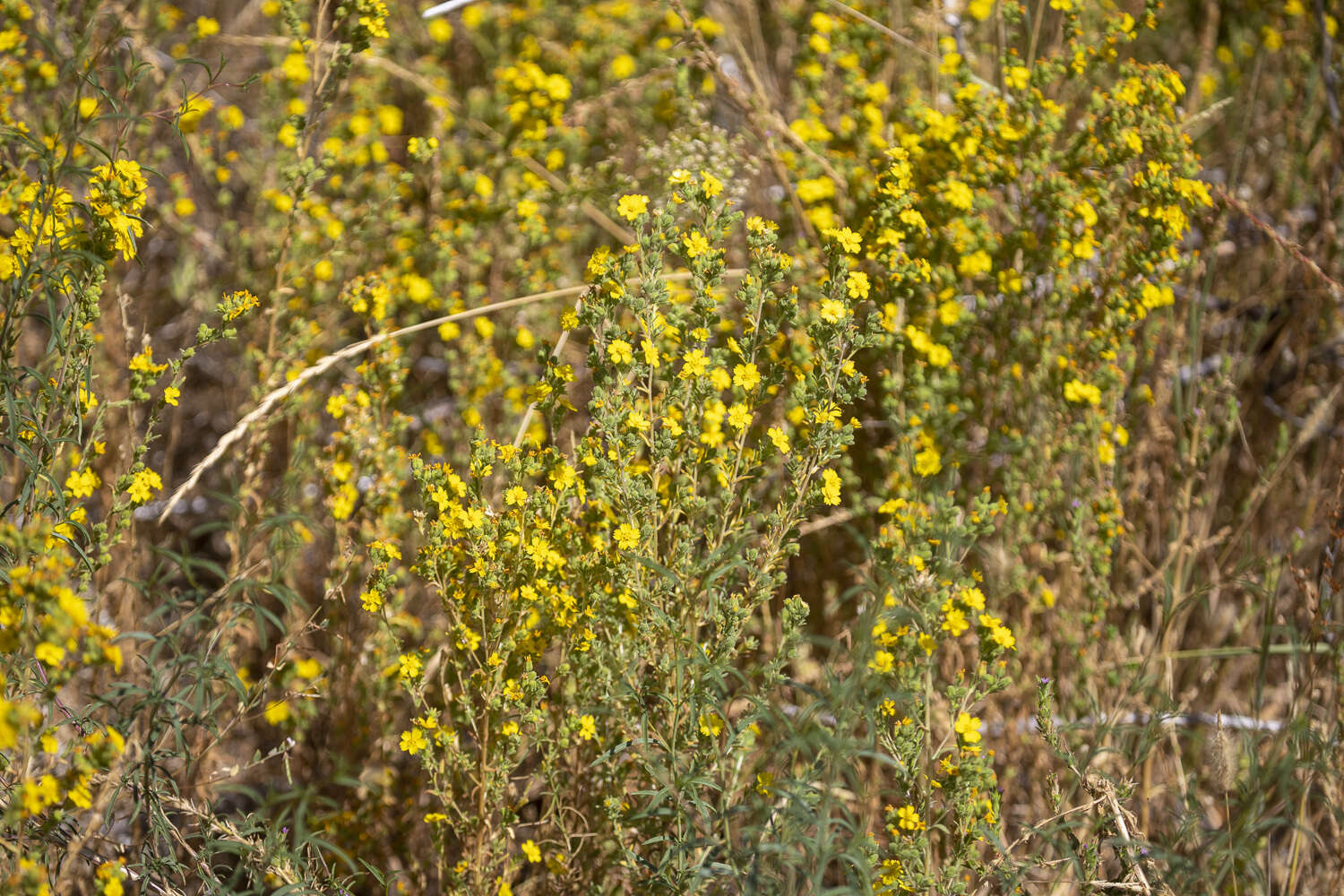 Image of Mojave tarweed