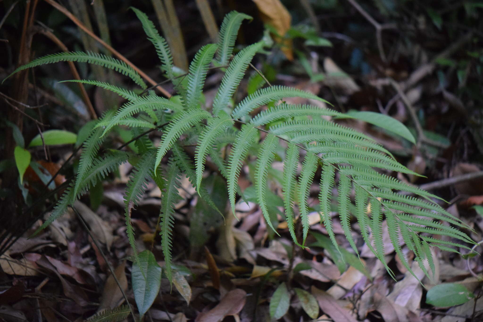 Image of Jeweled Maiden Fern