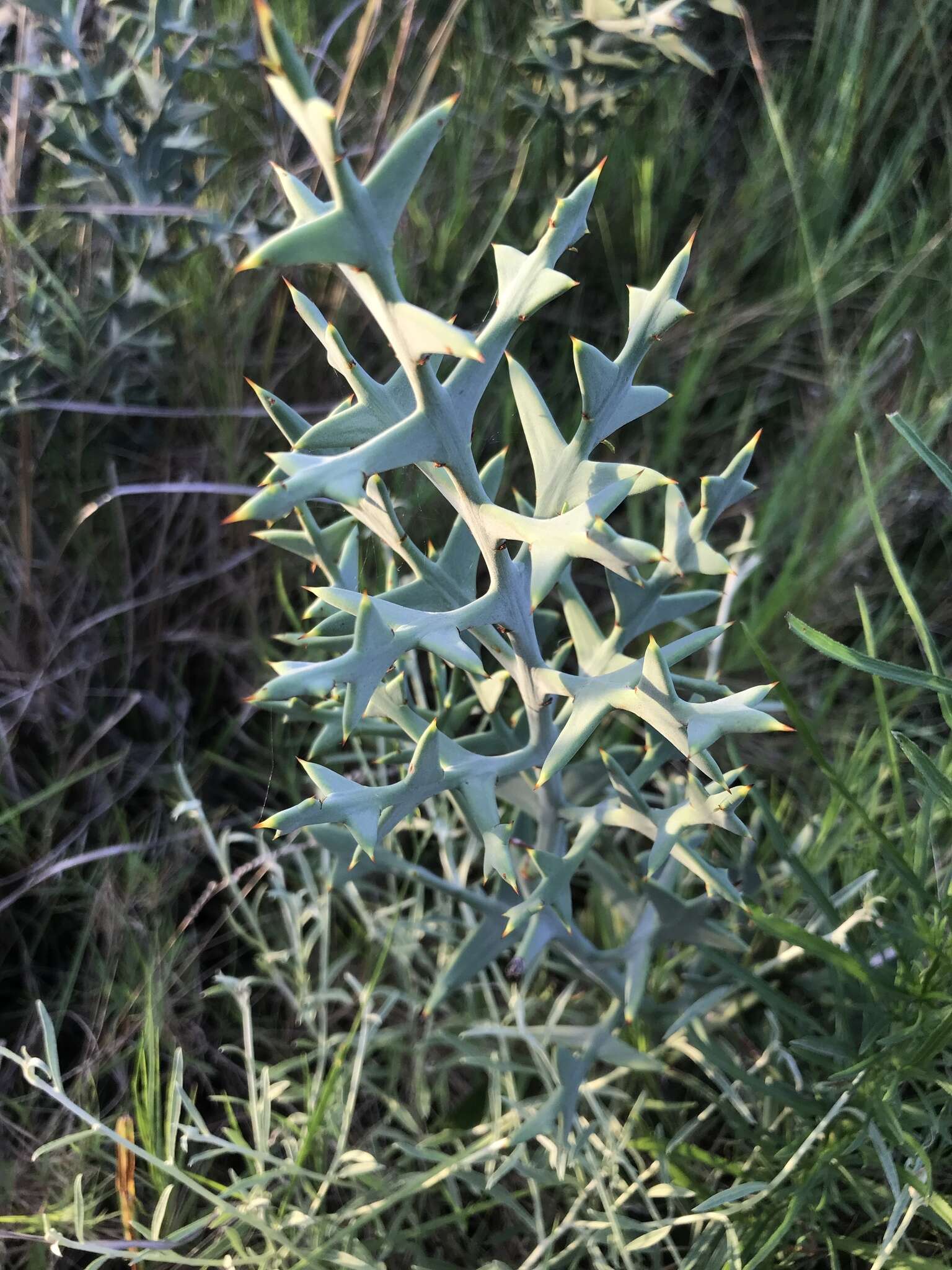 Image of Colletia paradoxa (Spreng.) Escalante