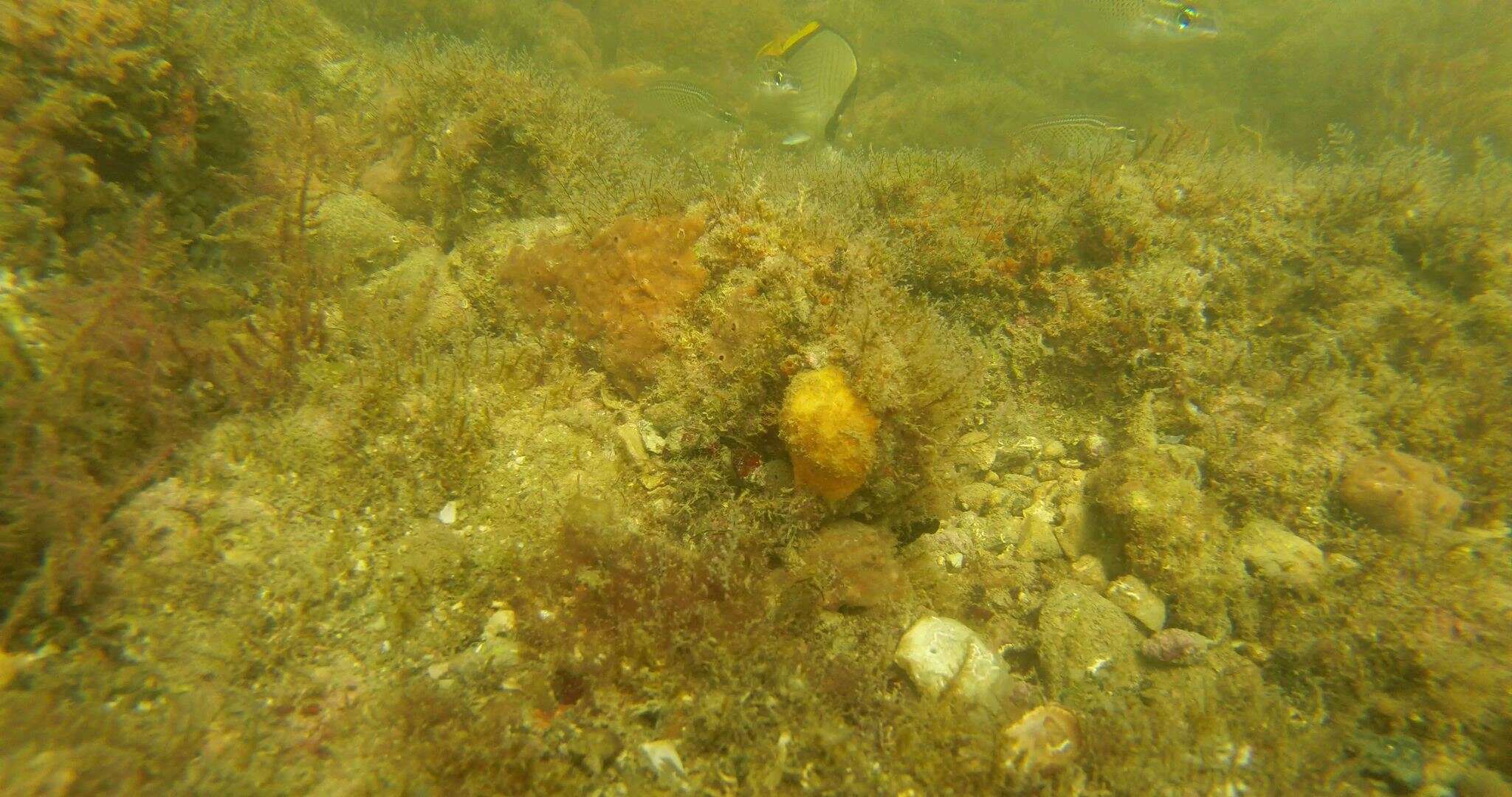 Image of Horseshoe butterflyfish