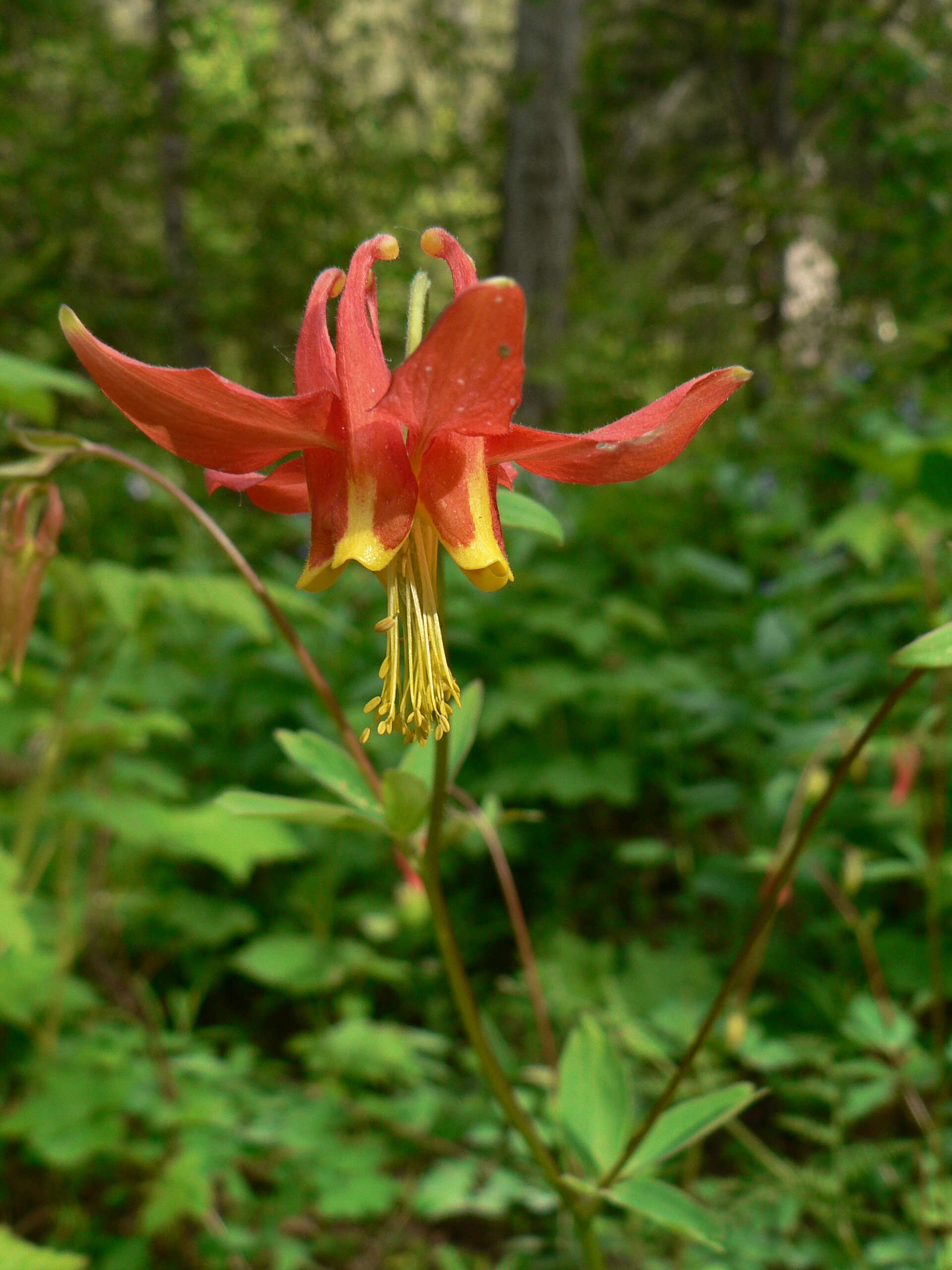 Image of western columbine