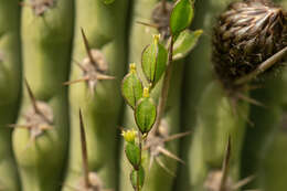 Dioscorea aristolochiifolia Poepp.的圖片