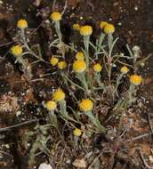 Image of Yellow woolly-heads