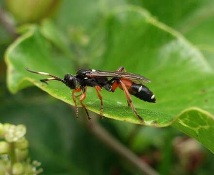 Sivun Ichneumon promissorius Erichson 1842 kuva