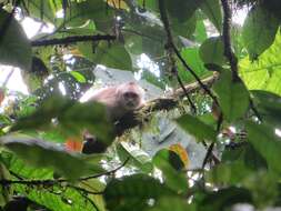 Image of Ecuadorian capuchin