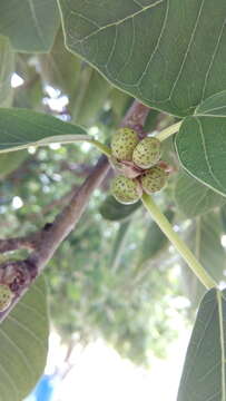 Ficus cotinifolia Kunth的圖片