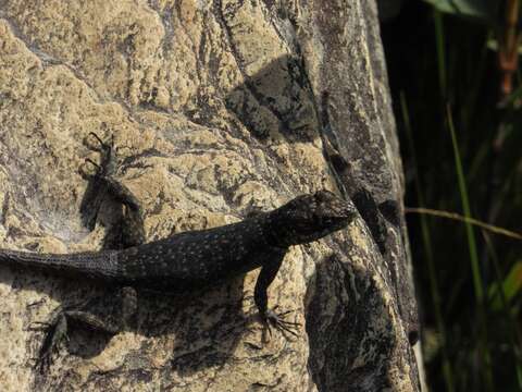 Tropidurus montanus Rodrigues 1987的圖片