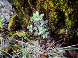 Imagem de Euphrasia nankotaizanensis Yamam.