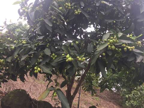 Image of Java rose apple