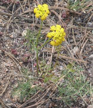 Image of whiskbroom parsley