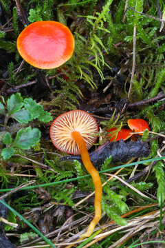 Image of Hygrocybe insipida (J. E. Lange) M. M. Moser 1967