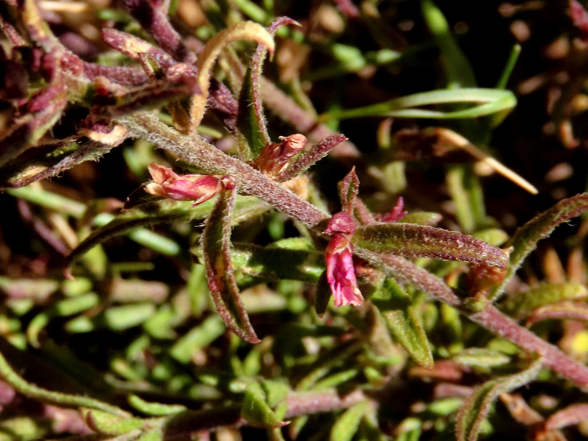 Image of Muraltia comptonii Levyns