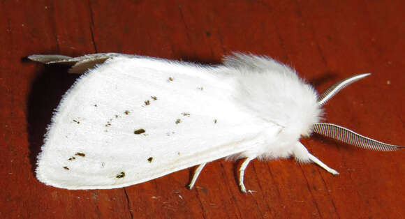 Image of Agreeable Tiger Moth