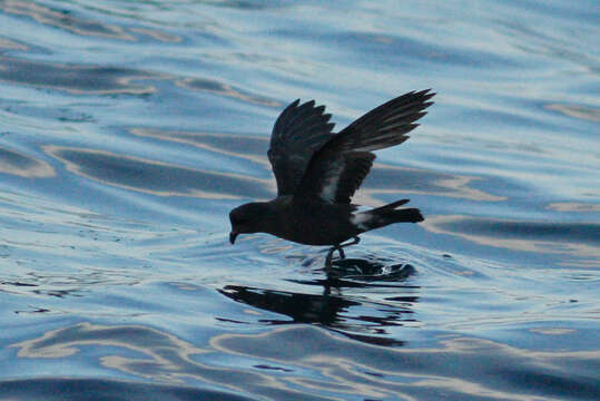 Image of British Storm Petrel