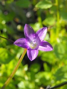 صورة Wahlenbergia patula A. DC.