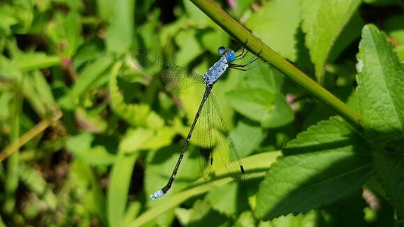 Image de Lestes praemorsus Hagen ex Selys 1862