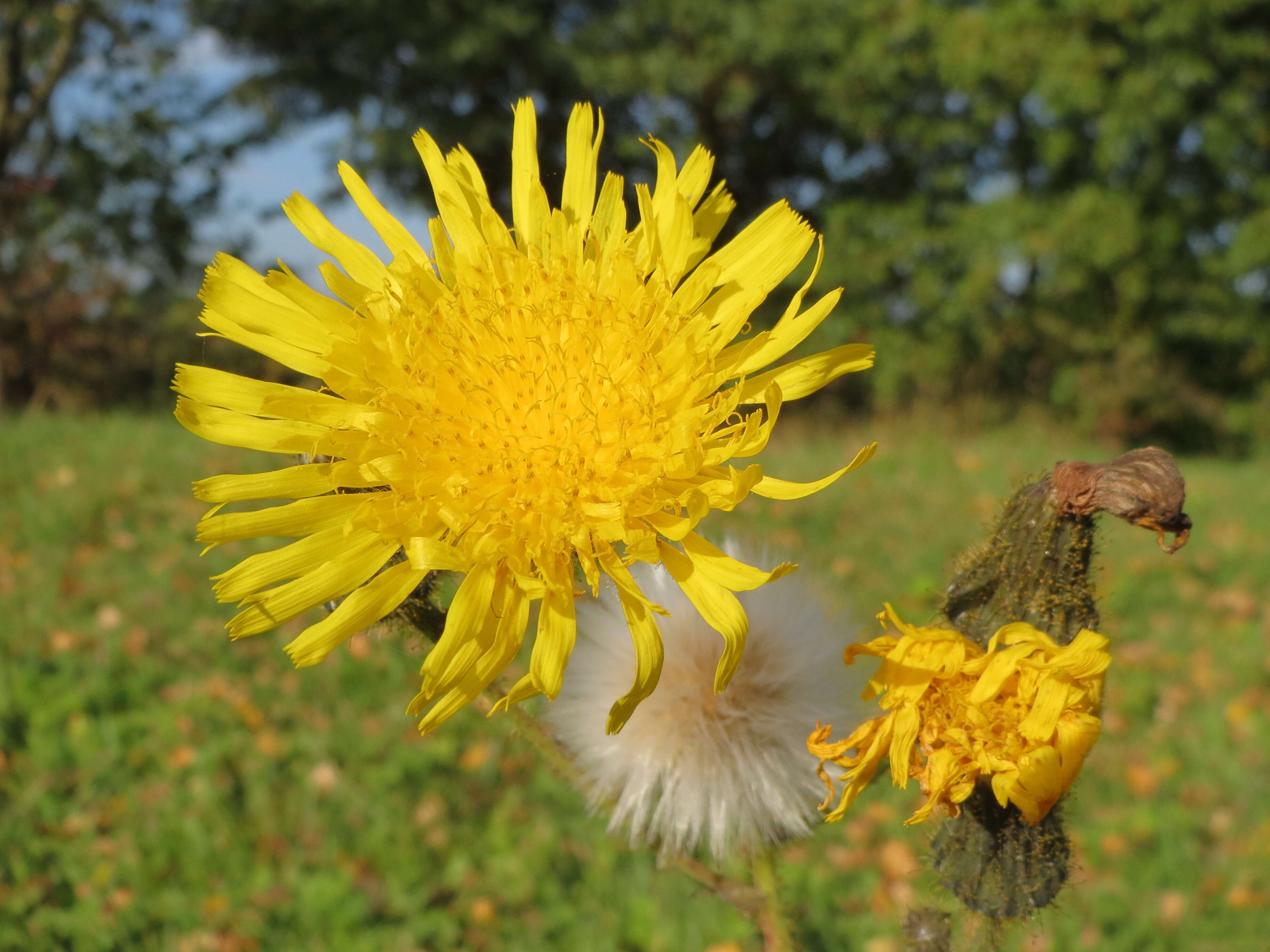 Plancia ëd Sonchus arvensis L.