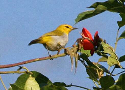 Image of Ashy-bellied White-eye