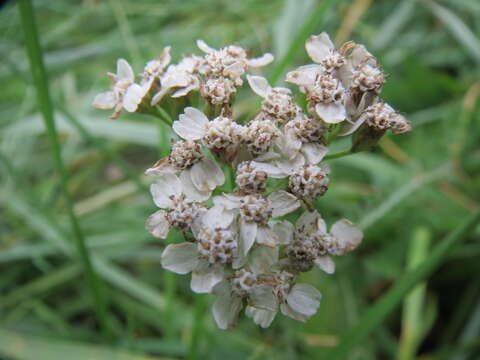 Image of Sneezeweed