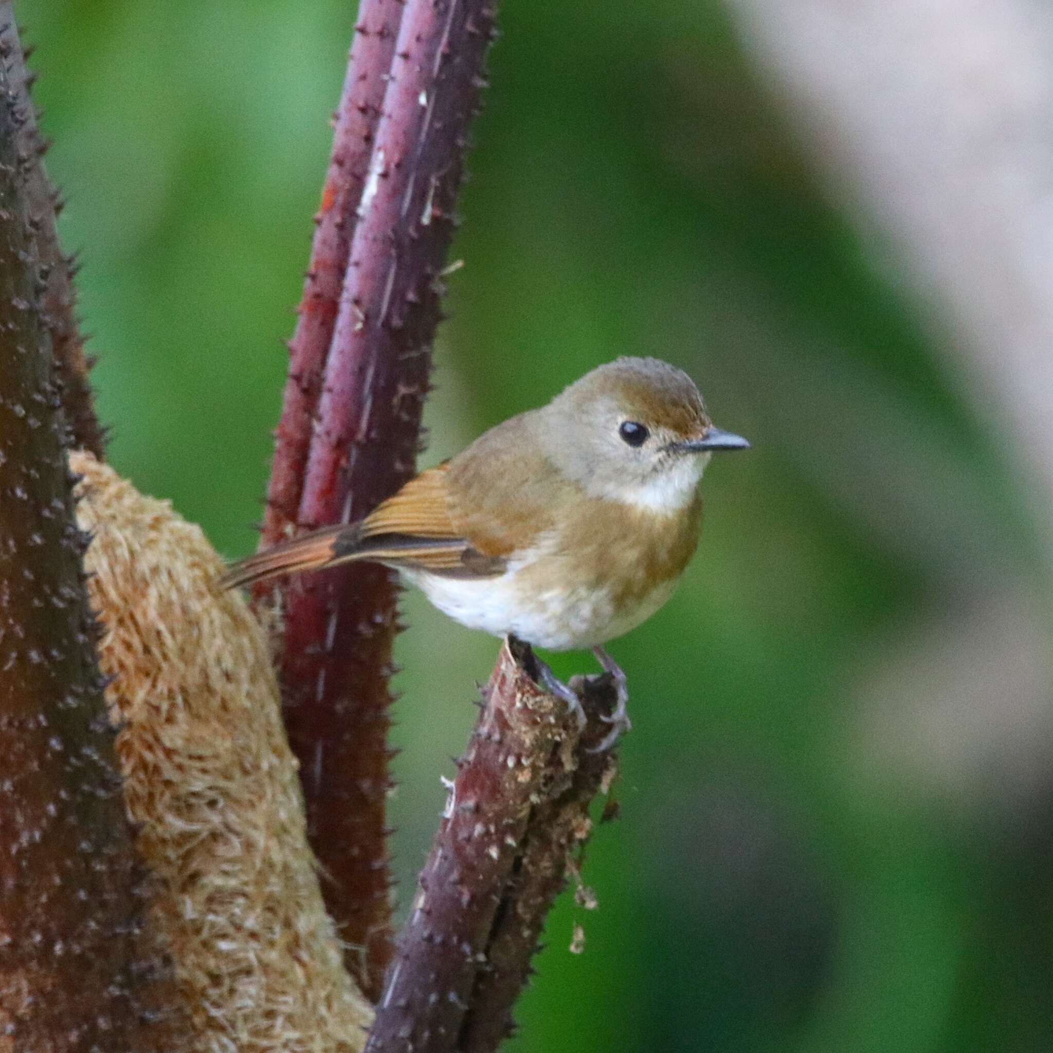 Image of Fulvous-chested Jungle Flycatcher