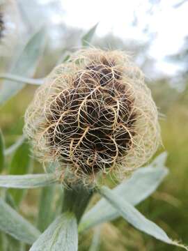 Centaurea uniflora Turra resmi