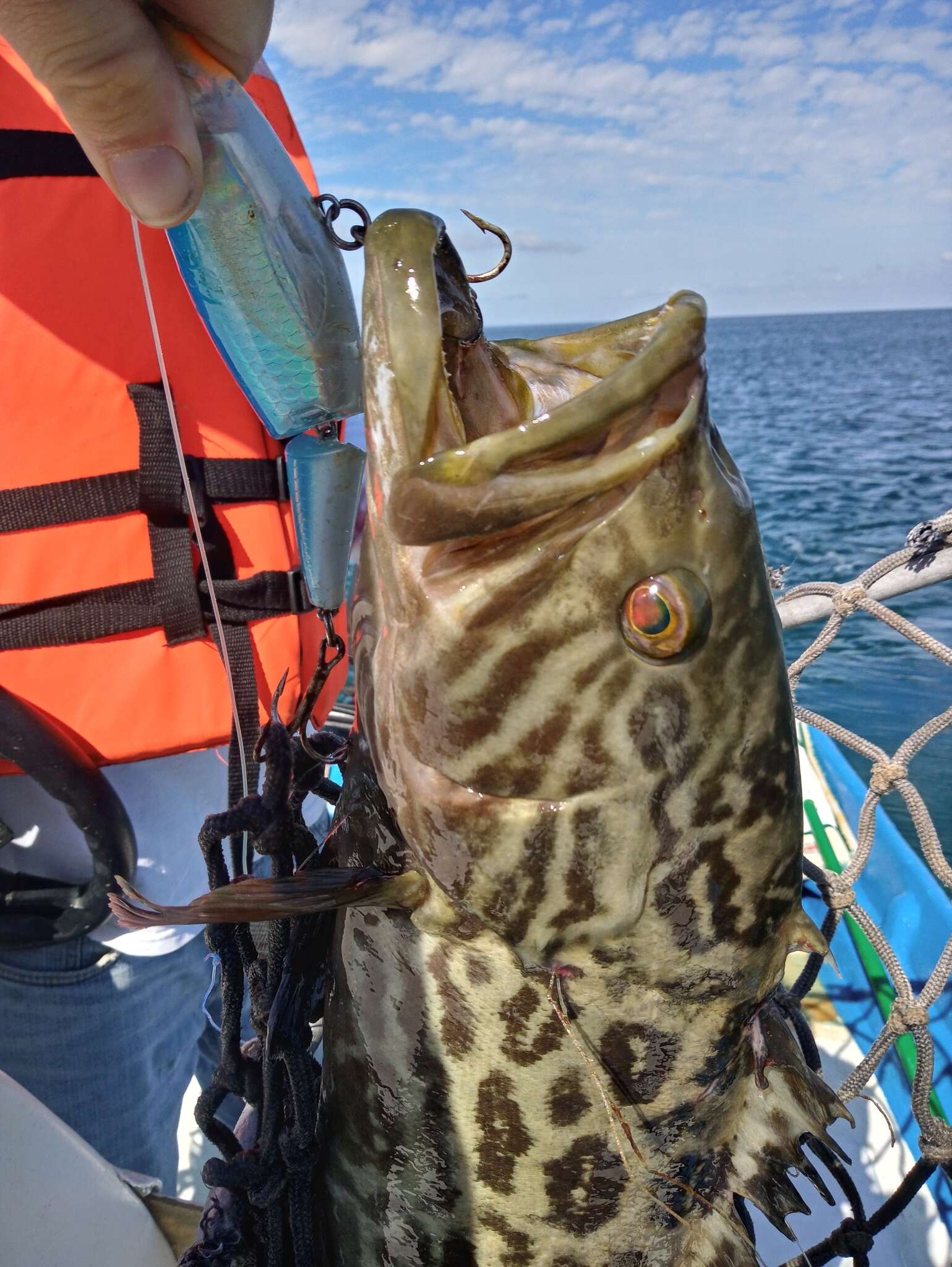 Image of Broom-tail Grouper