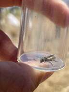 Image of Apical Leafcutter Bee