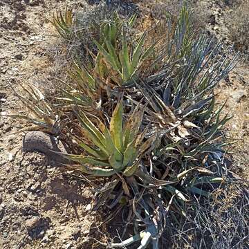 صورة Agave cerulata subsp. cerulata