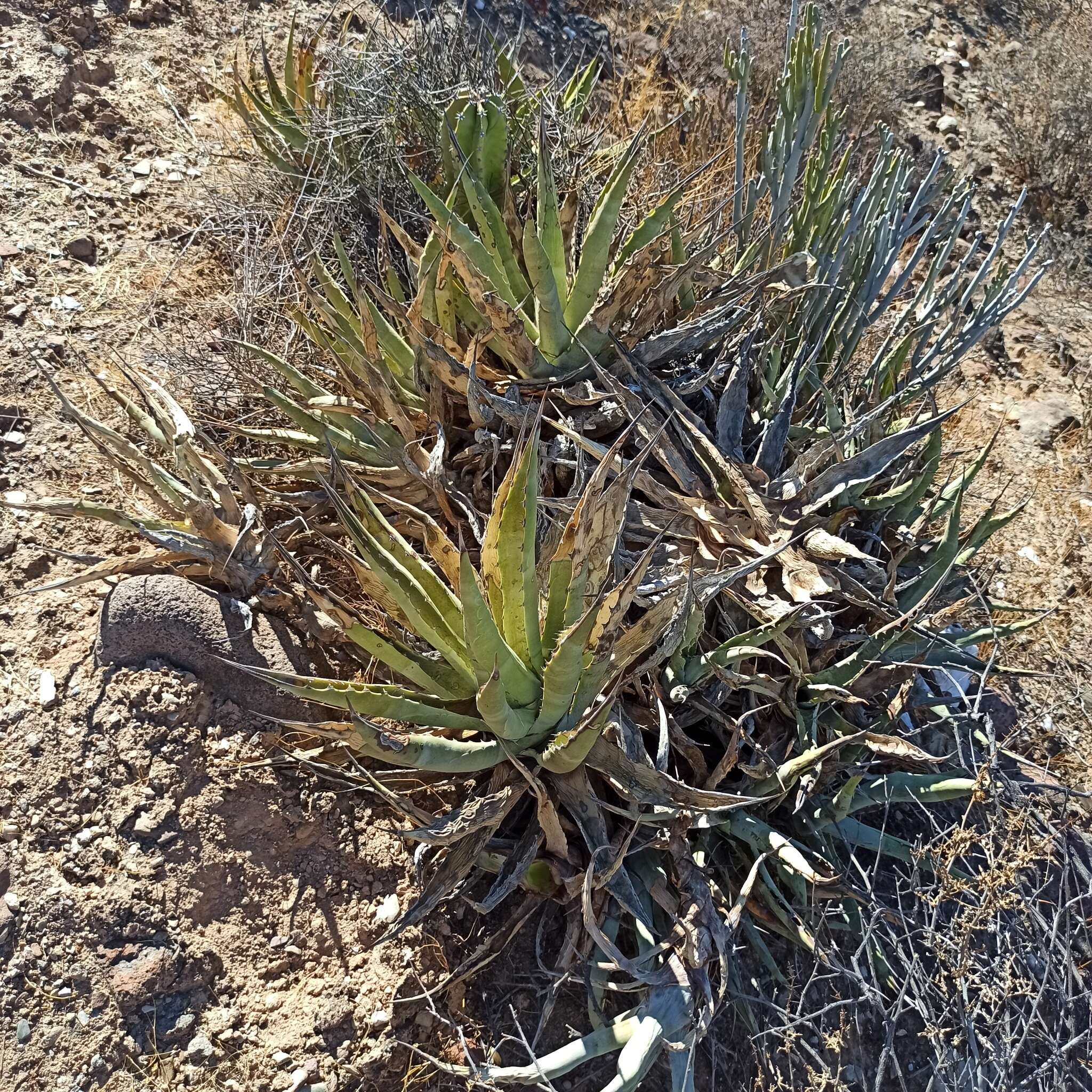 Agave cerulata subsp. cerulata resmi