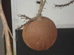 Image of Cannonball Tree