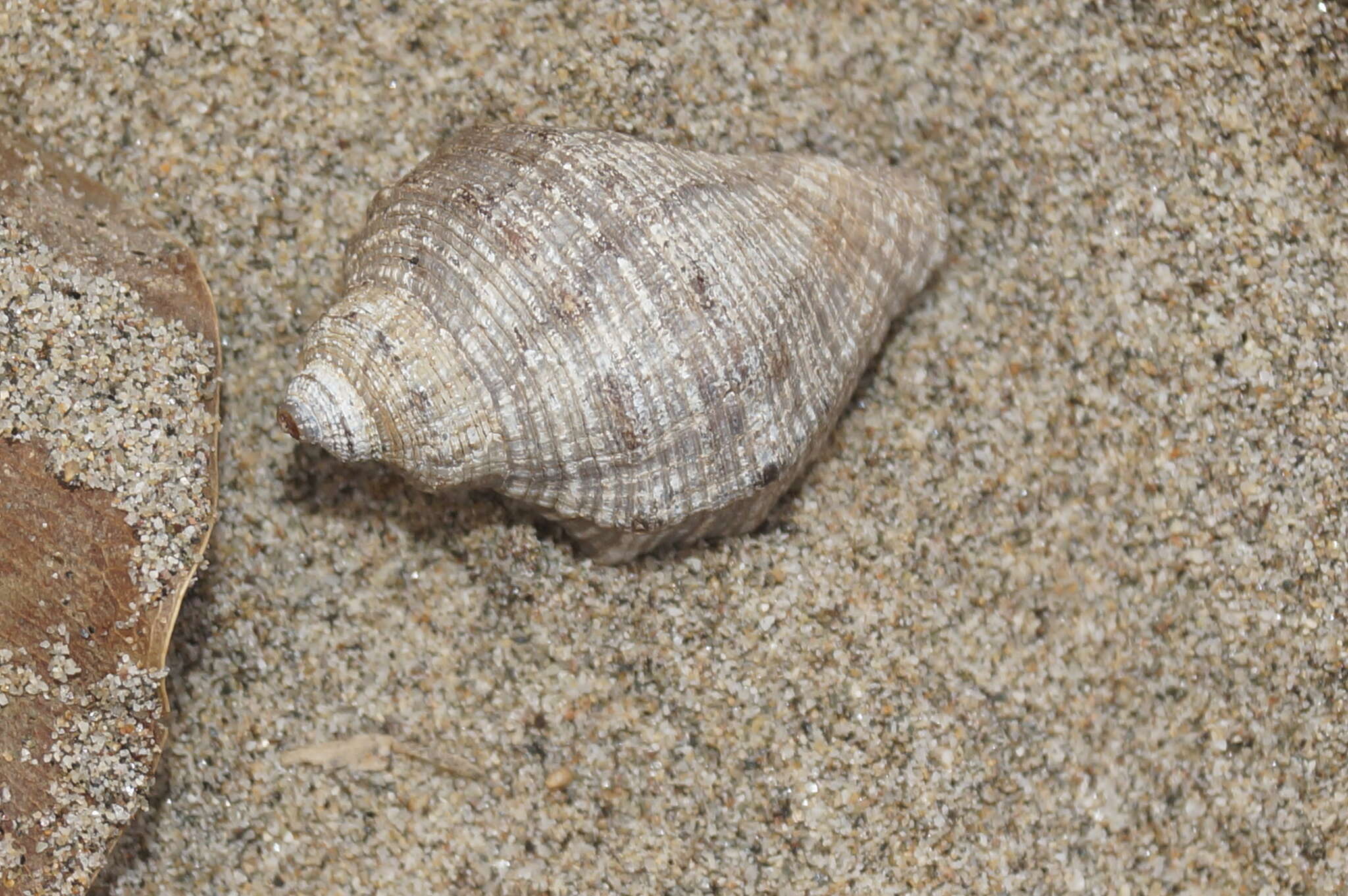 Image of <i>Coenobita compressus</i>