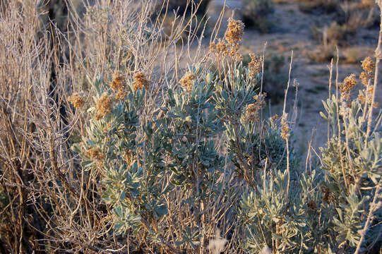 Image of big sagebrush